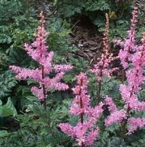 Astilbe chinensis 'Perkeo' P9 - afbeelding 5