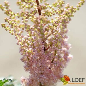 Astilbe chinensis 'Perkeo' P9 - afbeelding 4