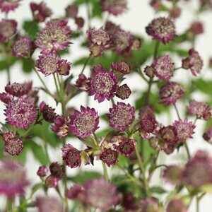 Astrantia maj. 'Abbey Road' P9