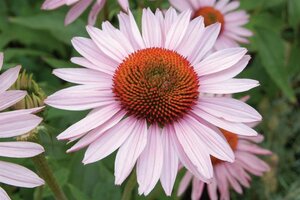 Echinacea purpurea 'Hope' P9 - afbeelding 1