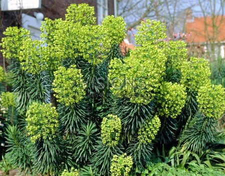 Euphorbia characias characias P9