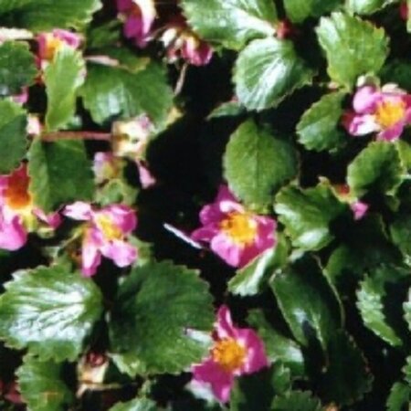 Fragaria 'Frel' P9 - afbeelding 1