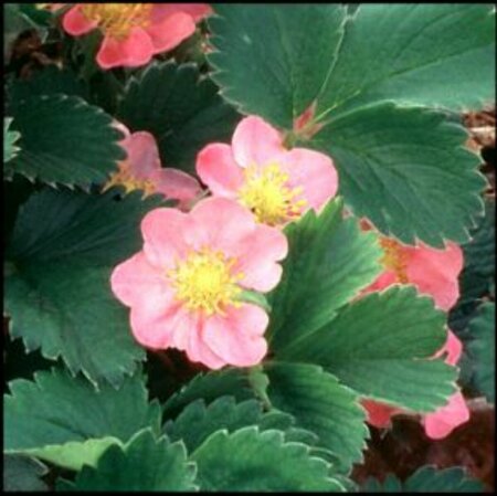 Fragaria 'Frel' P9 - afbeelding 2