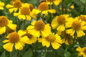 Helenium 'Sombrero' P9 - afbeelding 1