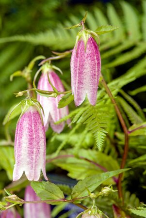 Campanula takesimana P9