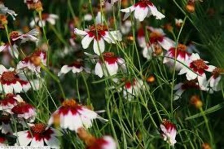 Coreopsis rosea 'Sweet Dreams' P9