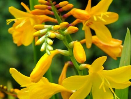 Crocosmia 'Buttercup' P9