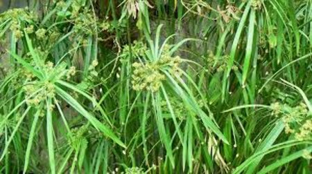 Cyperus alternifolius P9