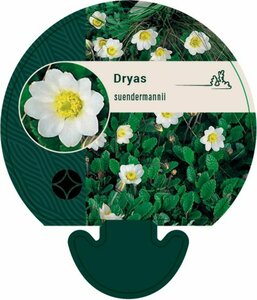 Dryas suendermannii P9 - afbeelding 4