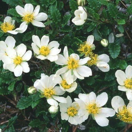 Dryas suendermannii P9 - afbeelding 2