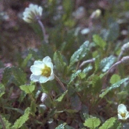 Dryas suendermannii P9 - afbeelding 3