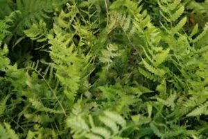 Dryopteris marginalis P9