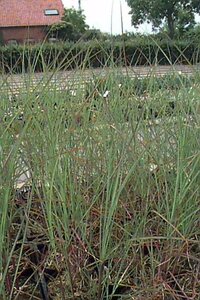 Miscanthus sinensis 'Graziella' P9 - afbeelding 1