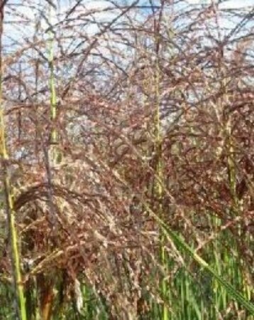 Miscanthus sinensis 'Graziella' P9 - afbeelding 2