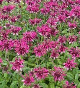 Monarda 'Mahogany' P9 - afbeelding 1