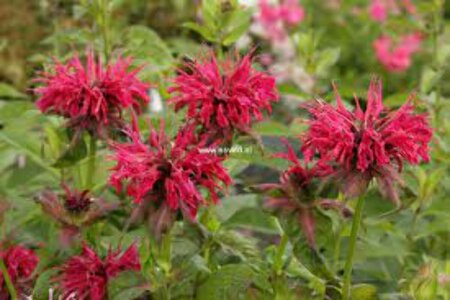 Monarda 'Mahogany' P9 - afbeelding 2