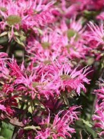 Monarda 'Melissa' P9