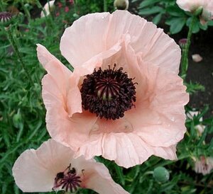 Papaver 'Harlem' P9