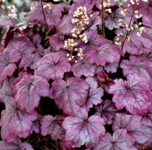 Heuchera 'Plum Royale' P9