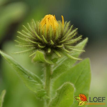 Inula orientalis P9 - afbeelding 1