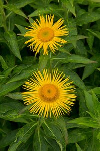 Inula orientalis P9 - afbeelding 2