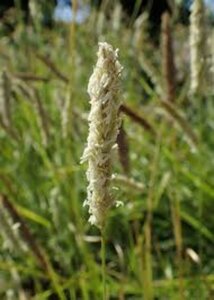 Sesleria argentea P9