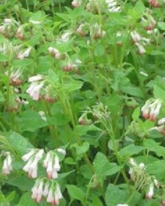 Symphytum grandiflorum 'Hidcote Pink' P9