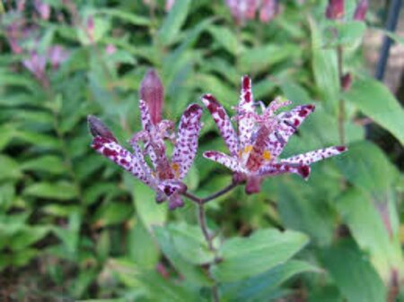 Tricyrtis 'Sinonome' P9