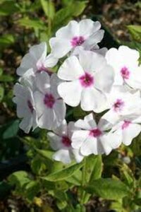 Phlox paniculata 'Graf Zeppelin' P9