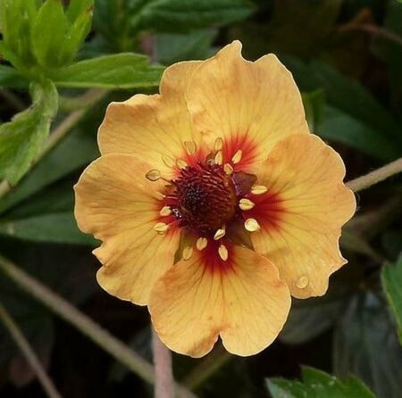 Potentilla tonguei P9