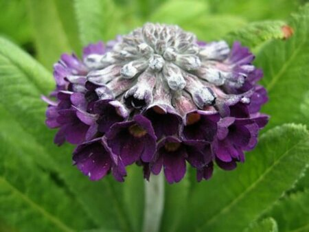 Primula capitata mooreana P9 - afbeelding 2