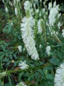 Sanguisorba canadensis P9