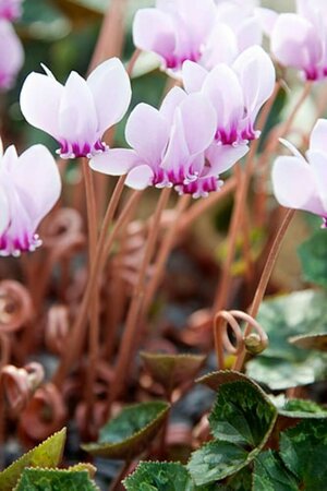 Cyclamen hederifolium P9 - afbeelding 3