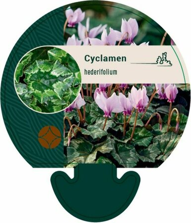 Cyclamen hederifolium P9 - afbeelding 2