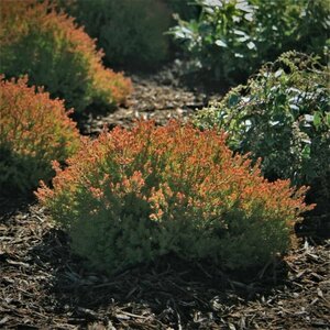 Thuja occidentalis 'Fire Chief' 25/30 C. - afbeelding 1