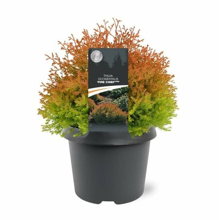 Thuja occidentalis 'Fire Chief' 25/30 C. - afbeelding 2