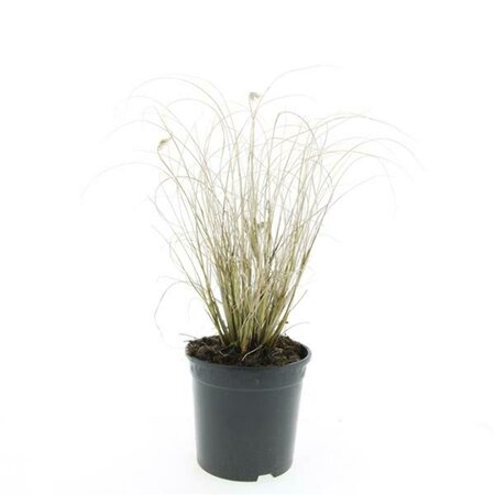 Pennisetum alopecuroides 'Hameln' P9 - afbeelding 3