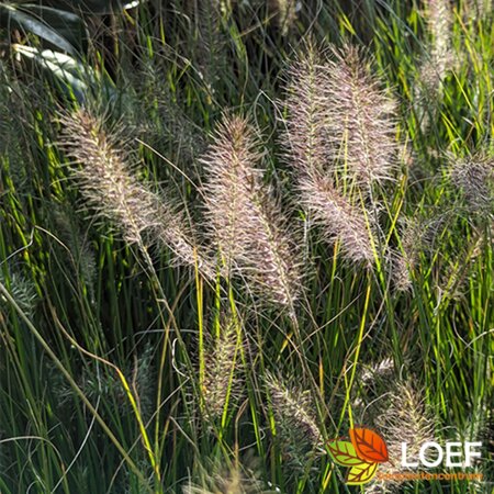 Pennisetum alopecuroides 'Hameln' P9 - afbeelding 12