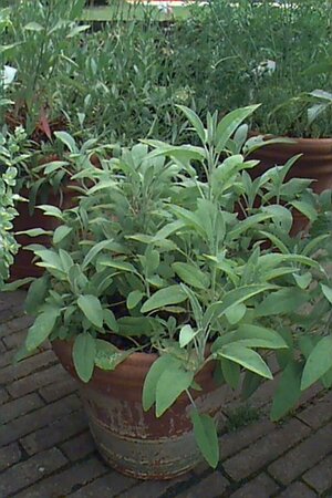 Salvia officinalis P9 - afbeelding 1