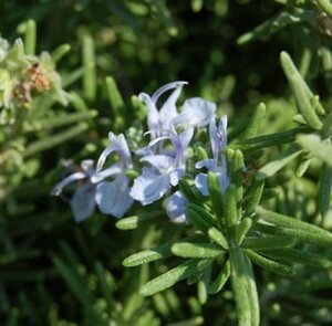 Rosmarinus officinalis 'Prostratus' P9 - afbeelding 1