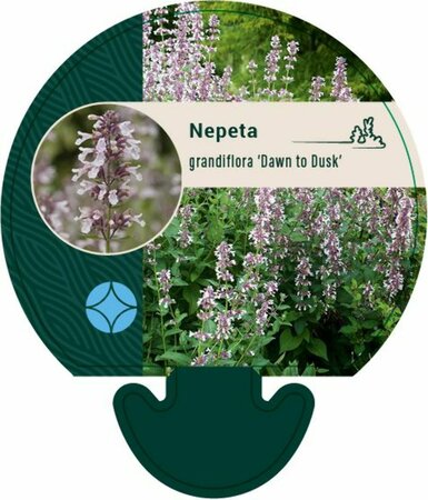 Nepeta grandiflora 'Dawn to Dusk' P9 - afbeelding 1