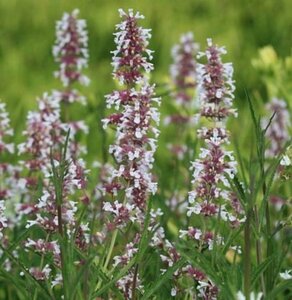 Nepeta grandiflora 'Dawn to Dusk' P9 - afbeelding 2