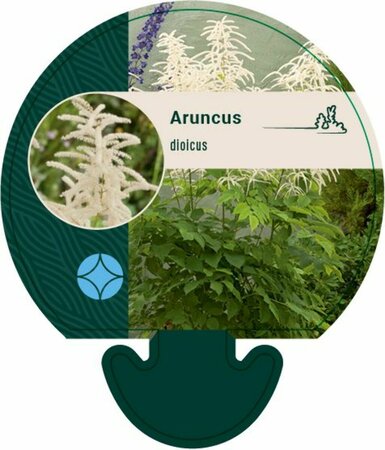 Aruncus dioicus P9 - afbeelding 6