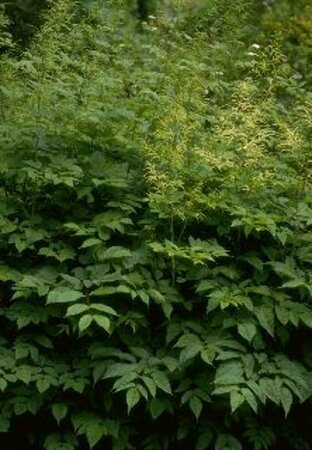 Aruncus dioicus P9 - afbeelding 5