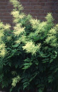 Aruncus dioicus P9 - afbeelding 2