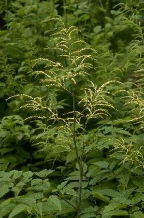 Aruncus dioicus P9 - afbeelding 3