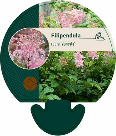 Filipendula rubra 'Venusta' P9