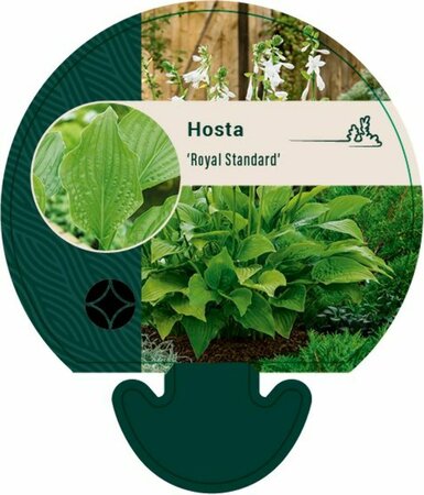 Hosta 'Royal Standard' P9 - afbeelding 1