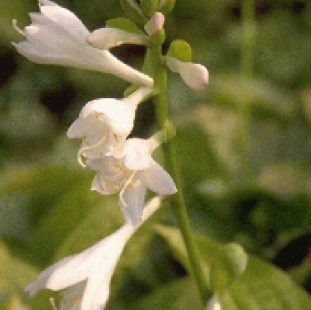 Hosta 'Royal Standard' P9 - afbeelding 3