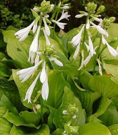 Hosta 'Royal Standard' P9 - afbeelding 2